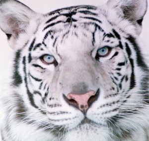 attractions_white_tigers_close.jpg